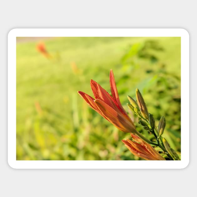 Day Lily Opening 2 Sticker by AustaArt